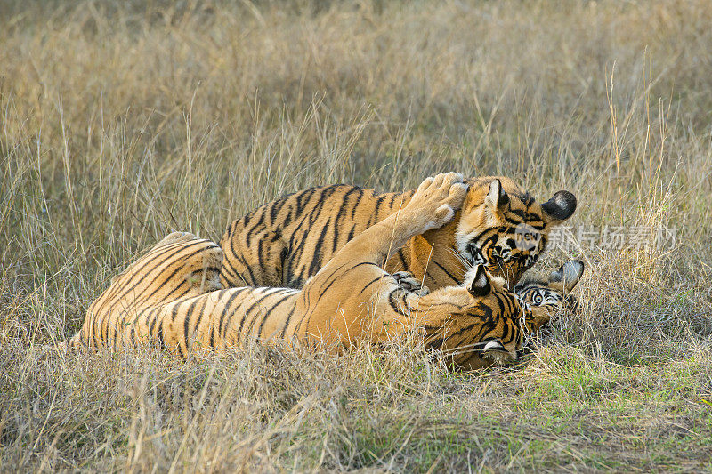 孟加拉虎(Panthera tigris tigris)正在打架，野生动物被射杀